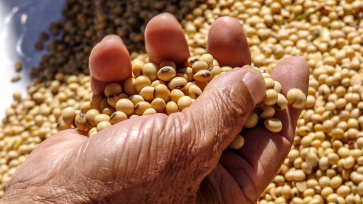 Produtores brasileiros fazem a maior colheita de soja do mundo